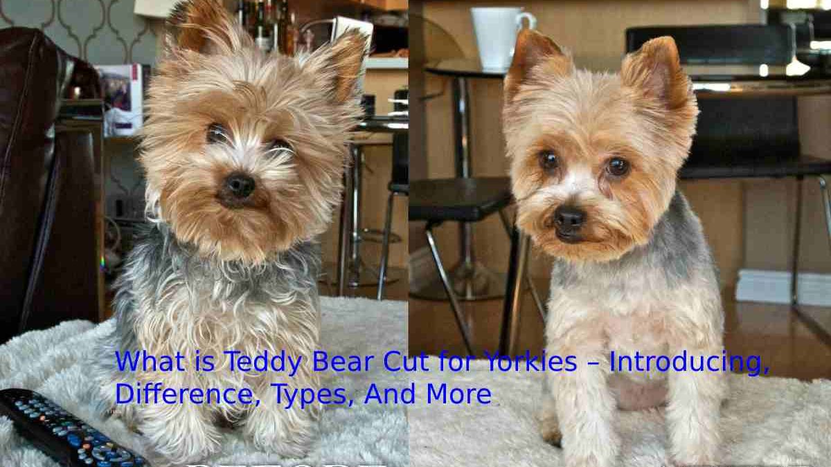 What is Teddy Bear Cut for Yorkies – Introducing, Difference, Types, And More