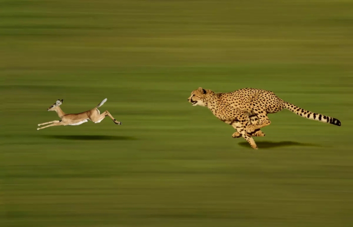 Cheetah-Magnificent but Fragile Experts List Concerns for Cheetahs