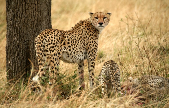 The History of the Project with Magnificent but Fragile Experts List Concerns for Cheetahs