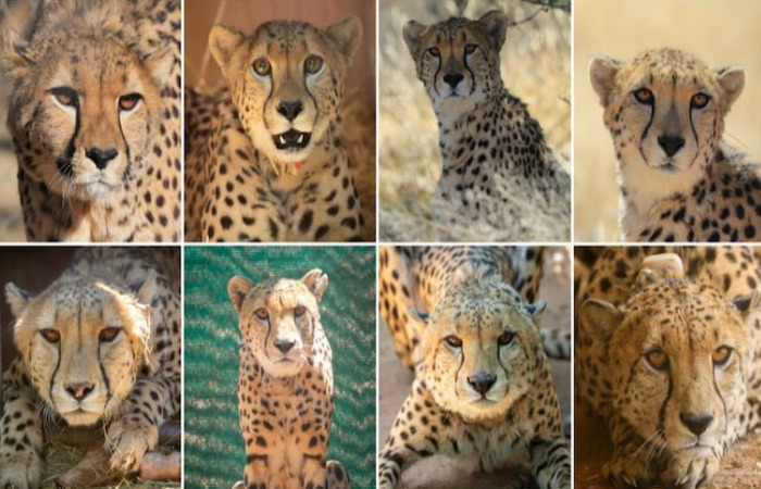 The History of the Project with Magnificent but Fragile Experts List Concerns for Cheetahs