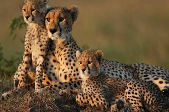 https://www.technoratiblog.com/cheetah-magnificent-but-fragile-experts-list-concerns-for-cheetahs/
